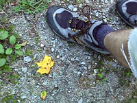 Une feuille jaune par terre, l'automne est &agrave; nos portes