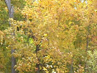 Une feuille jaune tournoie dans les aires sur un fond de feuilles jaunes encore accrochées pour quelque temps aux arbres