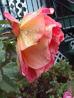 Pluie sur rose