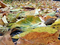 Un tapis de feuilles mortes mouillées dans la ruelle