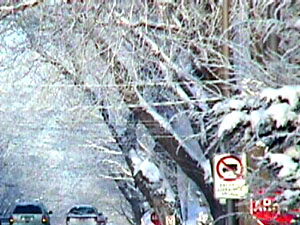 La neige sur les branches des arbres de la rue ce matin